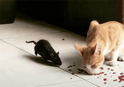 17523796888915.gif