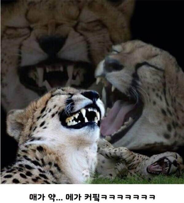 17448484327448.jpg
