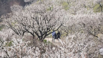 에버랜드, 매화 테마 공원 '하늘공원길' 15일 공개